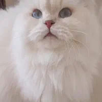 بریتیش ماده