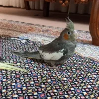 طوطی عروس|پرنده|نظرآباد, رسالت|دیوار