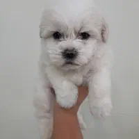 توله سگ پامر شیتزو