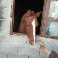 مادیان کورد وکره