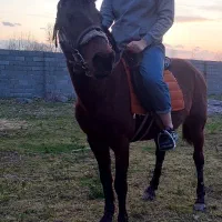 اسب نر آروم مثل گوسفند سواری ۷ساله