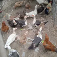 اردک اسرائیلی