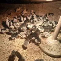 فروش تخم مرغ گلین و جوجه تمام فول در سنین مختلف|حیوانات مزرعه|زرند, |دیوار