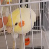 عروس هلندی سالم دستی|پرنده|طرقبه, |دیوار