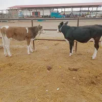 گاو آبستن جوان.تلیسه ی داشتی|حیوانات مزرعه|گنبد کاووس, |دیوار