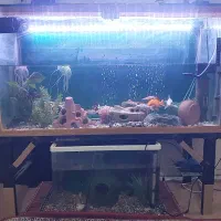 اکواریوم|ماهی|رامهرمز, |دیوار