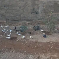 پرنده|پرنده|لالی, |دیوار