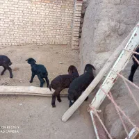 میش بردار|حیوانات مزرعه|طاغنکوه, |دیوار