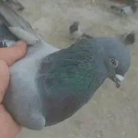 کبوتر