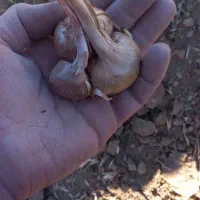 پیاز زعفران