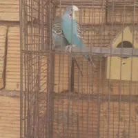 مرغ عشق|پرنده|کوهدشت, |دیوار