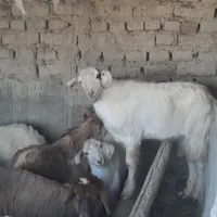 دوعدد نر سانان حدودا ۳۰کیلو هرکدام ۱۲۰۰۰۰۰۰ ملیون|حیوانات مزرعه|شیروان (خراسان), |دیوار