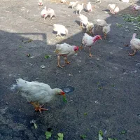 مرغ وخروس