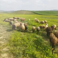42عددمیش وبره