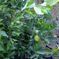 گل ونهال وگلدان درمهرستان|گل و گیاه طبیعی|مهرستان, |دیوار