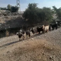 بز ۹ راس میش