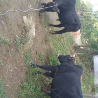 دوراسگوسالهنر