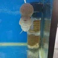 ماهی فلاور فروش فوری|ماهی|زنجان, |دیوار