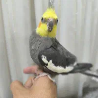 عروس هلندی شیطون|پرنده|شوش, |دیوار