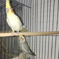 دو عدد عروس هلندی|پرنده|نورآباد, |دیوار