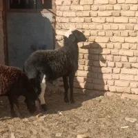 بره قوچی|حیوانات مزرعه|زاوه, |دیوار