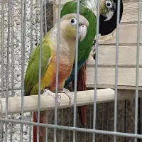 گرینچیک مولد|پرنده|قم, تولید دارو و یخچال|دیوار