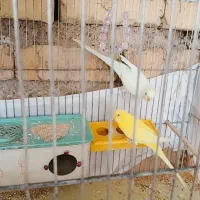 یک جفت مرغ عشق