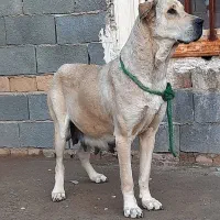 ماده پژدر