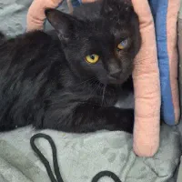 واگذاری گربه|گربه|قم, چهار امامزاده|دیوار