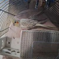 عروس هلندی ماده تخم گذار