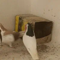 کفتر جفتگاه پرشی