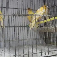 تعداد قناری خوب