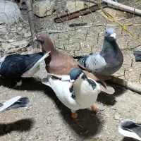 کبوتر پرشی|پرنده|تاکستان, |دیوار