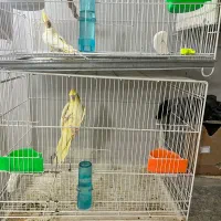 حیوانات|پرنده|تربت جام, المهدی|دیوار