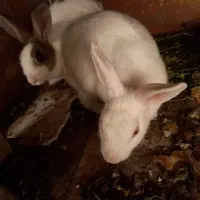 فروش دوتا خرگوش ماده|موش و خرگوش|آستارا, |دیوار