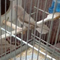 فنچ بنگالی پرل ماده