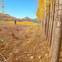 خریدارچوب درخت|خدمات باغبانی و درختکاری|خرمآباد, |دیوار