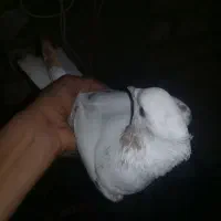 کفتر خوب|پرنده|آران و بیدگل, |دیوار