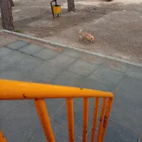 سگ.|سگ|تربت‌حیدریه, شهرک ولیعصر|دیوار