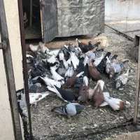 کفتر کتکی|پرنده|شیراز, گلکوب|دیوار