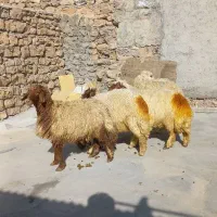 5راس بره نر