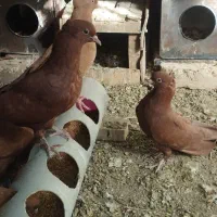 کفتر|پرنده|بجستان, |دیوار