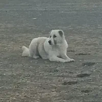 سگ سرابی نر