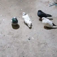 کبوتر|پرنده|مریوان, |دیوار