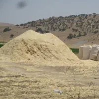 کاه گندم تمیز