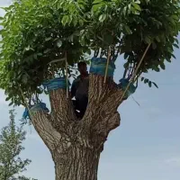 پیوند گردو و انواع درختان میوه بصورت ضمانتی