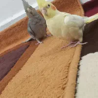 دوتا عروس هلندی نر و ماده یک شون شناسنامه دارد