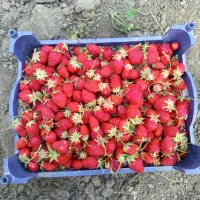 توت فرنگی محلی