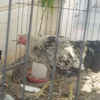 خوروس لا.ری   معاوضه با مرغ خوروس نژاد دار هست