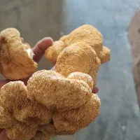 قارچ یال شیر خشک|خوردنی و آشامیدنی|مشهد, جنت|دیوار